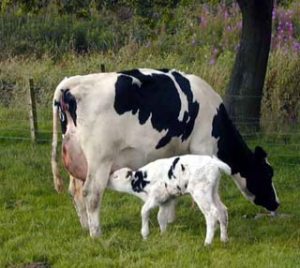 cow-calf-picture_newsleaks