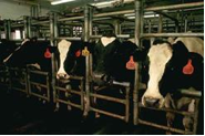 confined dairy cow
