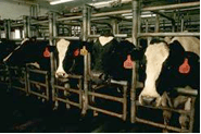 confined dairy cow